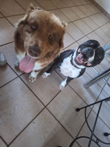 Photo de galerie - Vous avez besoin de quelque chose les loulous ?