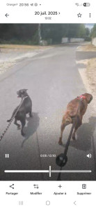 Photo de galerie - Garde chien