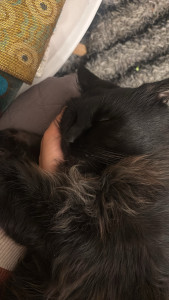 Photo de galerie - J’aime m’occuper des animaux : garder des chats et des chiens, prendre soin d’eux et leur offrir affection et sécurité est un vrai plaisir pour moi.