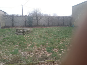 Photo de galerie -  haie de charme fini de tailler