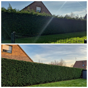 Photo de galerie - Taille de haie