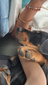 Photo de galerie - Garde animaux