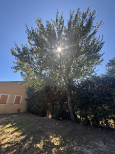 Photo de galerie - Élagage arbre 