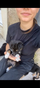 Photo de galerie - Voici l’un des chiots que j’ai été amené à garder 