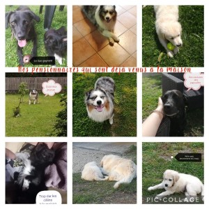 Photo de galerie - Garde chien