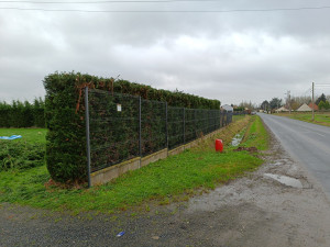 Photo de galerie - Taille de haies et d'arbustes