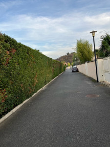 Photo de galerie - Taille de thuyas 