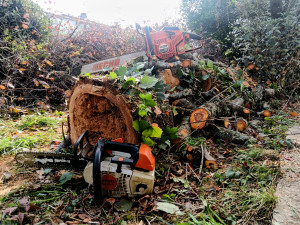 Photo de galerie - Abbatage et bois de chauffage.