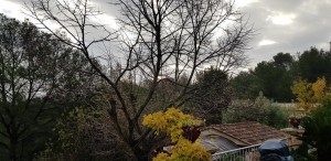 Photo de galerie - Elagage et coupe d'arbres