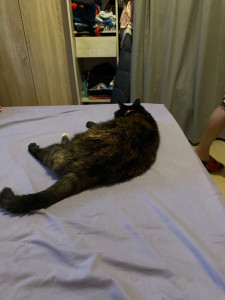 Photo de galerie - Garde chat