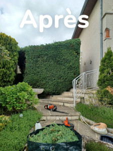 Photo de galerie - Taille de haies et d'arbustes