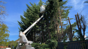 Photo de galerie - Elagage et coupe d'arbres