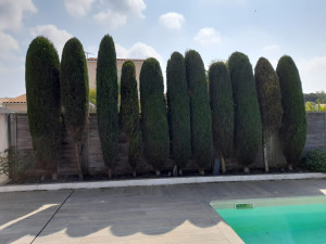 Photo de galerie - Taille de haies et d'arbustes