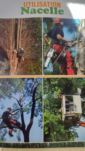 Photo de galerie - élagage sur toute hauteur 