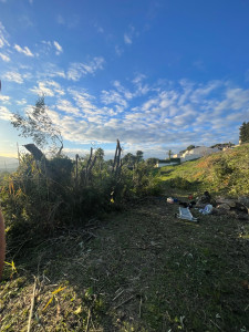 Photo de galerie - Rognage d'un bosquet d'olivier et de laurier après.