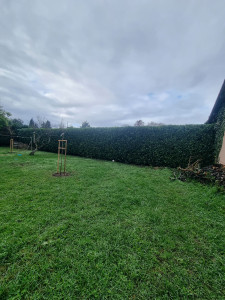 Photo de galerie - Taille de haies 