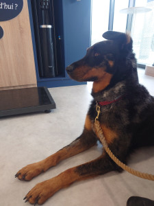 Photo de galerie - Garde animaux