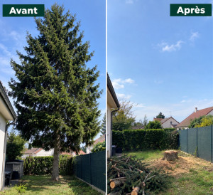 Photo de galerie - Abattage d’un sapin 