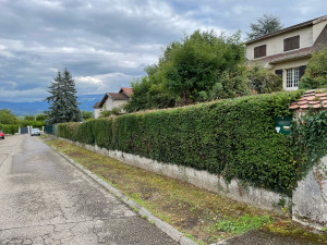 Photo de galerie - Taille de haies et d'arbustes