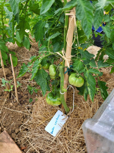 Photo de galerie - Potager 2024 
