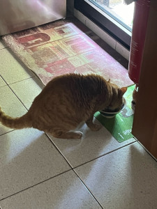 Photo de galerie - Je me suis occupée du chat d’un ami lorsqu’ils sont partis en week end. 