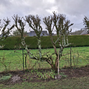 Photo de galerie - Binage d'un massifs au pied de fruitiers 