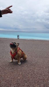 Photo de galerie - Promenade de chien