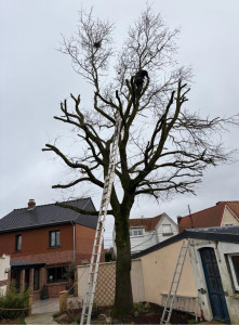 Photo de galerie - Elagage et coupe d'arbres