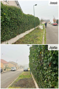 Photo de galerie - Taille des haies.