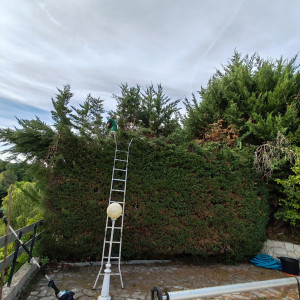 Photo de galerie - Haie de cyprès 
