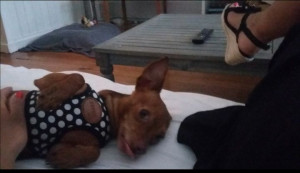 Photo de galerie - Garde chien