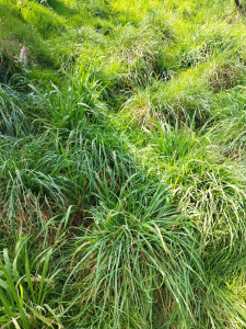 Photo de galerie - Jardinier