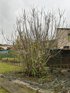 Photo de galerie - Taille de ce figuier proprement pour une meilleure repousse ?