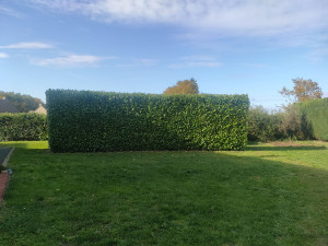 Photo de galerie - Taille de haies et d'arbustes