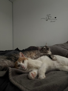 Photo de galerie - Mes 2 petits chats sociables vivant avec moi !