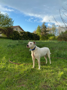 Photo de galerie - Dogue argentin X dalmatien 