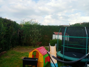 Photo de galerie - Rabattage d une haie de tuya de 40m de linéaire 
