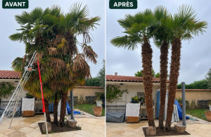 Photo de galerie - Taille de trois palmiers 