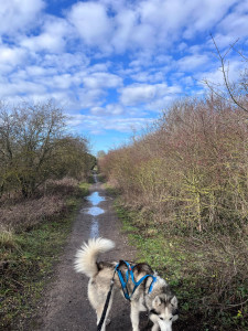 Photo de galerie - Cani-cross dans la boue