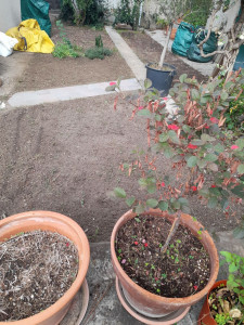 Photo de galerie - Besoins de travaux ou d'entretien dans votre jardin ? Confiez-moi vos espaces extérieurs pour un résultat propre et soigné 