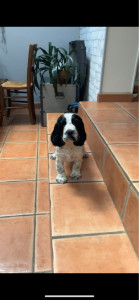 Photo de galerie - Aura, une chienne que je garde régulièrement 