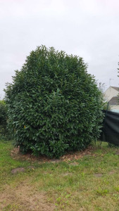 Photo de galerie - Elagage et coupe d'arbres