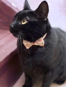 Photo de galerie - Pet sitting