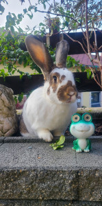 Photo de galerie - Propriétaire de Lorette, lapine croisée Géant papillon, j'ai les connaissances pour m'occuper des lapins