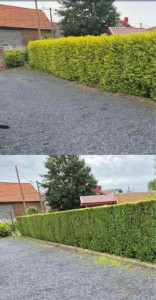 Photo de galerie - Taille haies sur artigues près Bordeaux 