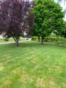 Photo de galerie - Débroussaillage et tonte 