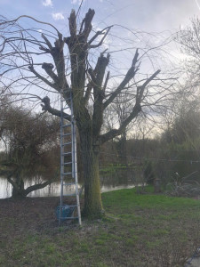 Photo de galerie - Taille, Élagage d'un saule pleureur 