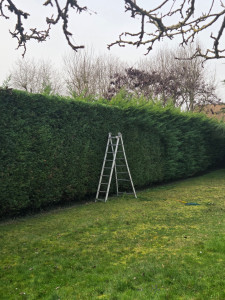 Photo de galerie - Taille d'une haies de cyprès 