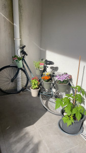Photo de galerie - Création jardin récupération ancien vélo 