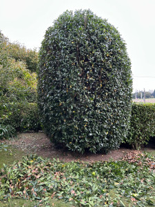 Photo de galerie - Taille d’un laurier et restructuration avec diminution de 1 mètre de la hauteur initial d’un laurier palme.